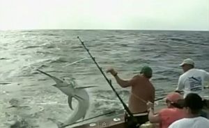 VIDEO: Attack of the black marlin